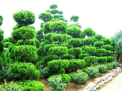 威海华兴绿化工程 优质苗木供应与专业绿化服务一体化解决方案