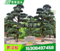 绿化苗木与绿化工程 构筑城市生态的基石