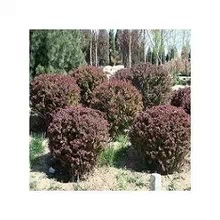 供应优质红叶小檗球 工程绿化理想之选，冠幅60-80厘米基地直销