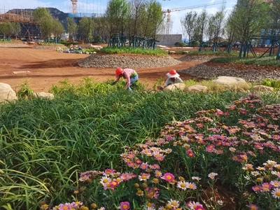 兴义市文化艺术中心项目绿化工程稳步推进 为城市增添生态人文新地标