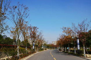 半亩方塘一鉴开，天光云影共徘徊——安徽国际商务职业学院校园绿化景观提升工程精品赏析