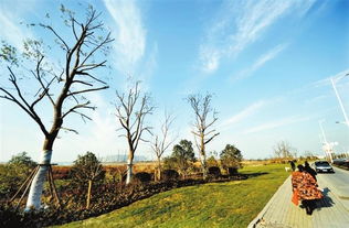 园林绿化重点工程打造美丽生态芜湖绿化工程