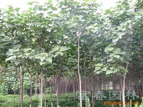 专业绿化工程解决方案——江苏沭阳县新宇花木园艺场产品供应