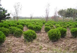 绿化工程 打造绿色生态，构建美丽家园