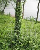 工程绿化苗木——小叶无芳藤 农副产品中的绿色瑰宝