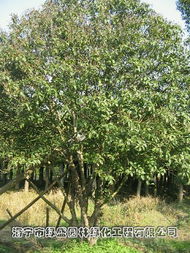 海宁市绿盛园林绿化工程 匠心筑绿，产品与服务的完美融合