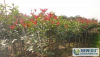 特价直销绿化工程苗木 120公分红叶石楠供应指南